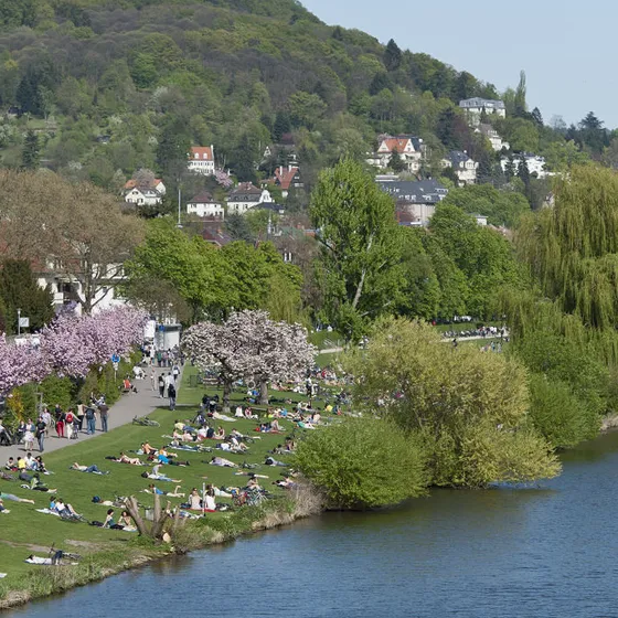 Neckarwiese Heidelberg