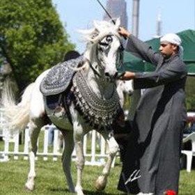 Bild: Arabica Frankfurt International