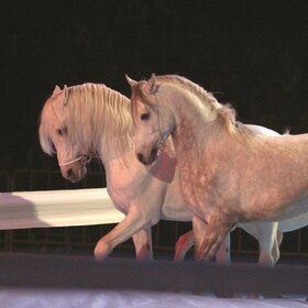 Bild: Reitsportmesse Koblenz