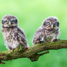 Bild: Unsere wilde Heimat