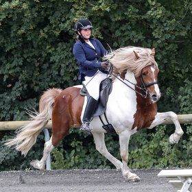 Bild: Islandpferde-Festival