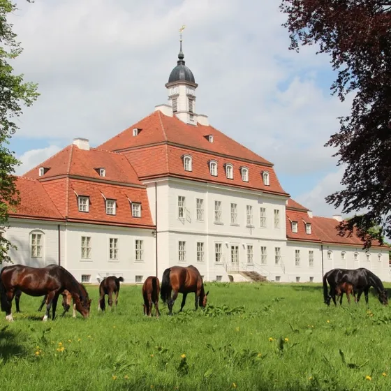 Stiftung Brandenburgisches Haupt- und Landgestüt