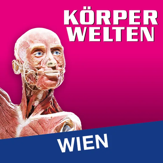 Bild: KÖRPERWELTEN Wien