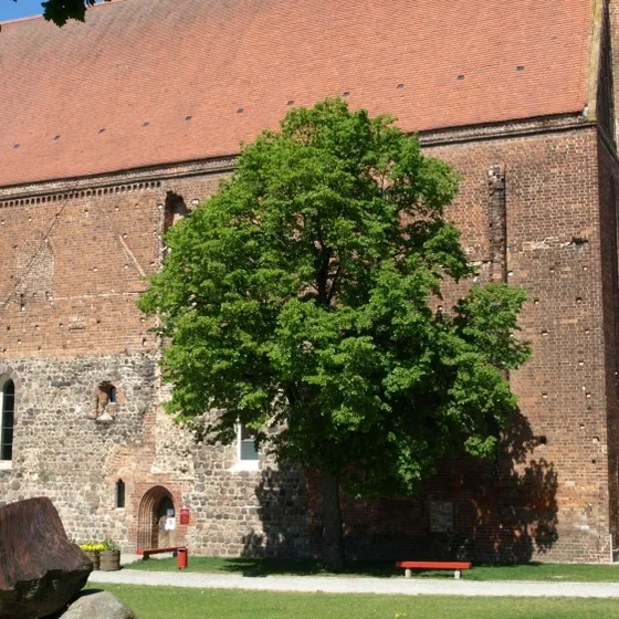 Franziskaner Klosterkirche Angermünde