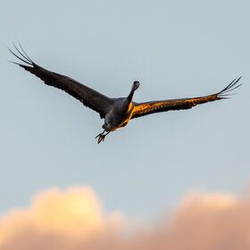 Bild: Exkursion Erlebnis Kranich