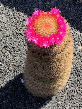Bild: Die Kaktusblüte