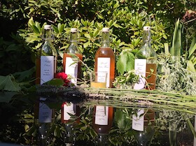 Bild: Sächsischer Wein und Weinelexiere - nach Rezepten von Hildegard von Bingen