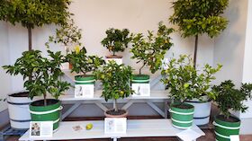 Bild: Pomeranzen im Winterschlaf