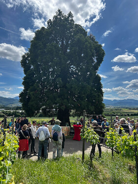 Bild: Kulinarische Weinwanderung auf dem Bad Krozinger Rebberg