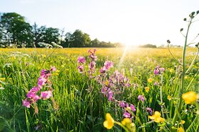 Bild: Albtypisches und Burgblick