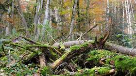 Bild: Unterwegs im Bannwald Untereck