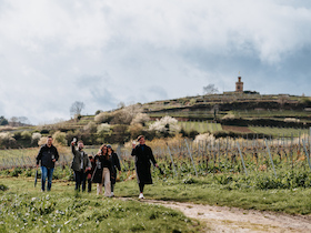 Bild: Frühlings-Genusstour mit Mandeln und Wein