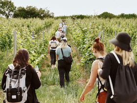 Bild: Weinwanderung „nachhaltig und innovativ“