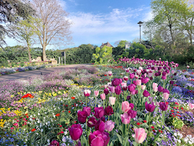 Rosa Frühlingszauber: Stadtgeschichte(n) mit Mandel-Cocktail