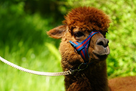 Bild: Alpaka-Wanderung durch die Heide