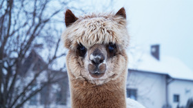 Bild: Alpaka-Tour mit Glühwein