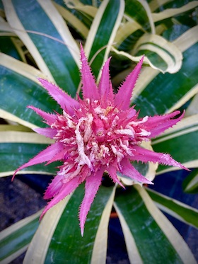 Bild: Führung: Bromelien im Loki-Schmidt-Garten