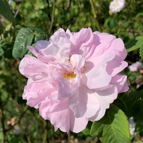 Bild: Destillations-Workshops - Workshop: Rosen-Destillation