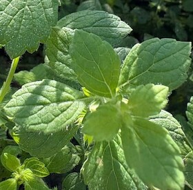 Bild: Destillations-Workshops - Workshop: Melissen-Destillation