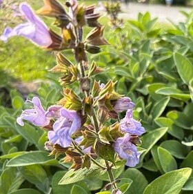 Bild: Destillations-Workshops - Workshop: Salbei-Destillation