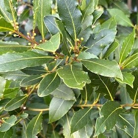 Bild: Destillations-Workshops - Workshop: Lorbeer-Destillation