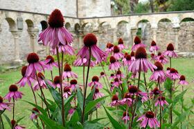 Bild: Workshop: Klosterkräuter und deren Verwendung