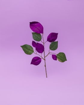 Bild: BLUTBUCH - Schauspiel nach dem Roman von Kim de l`Horizon