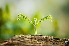 Bild: Klang und Pflanzenmärchen im Klostergarten