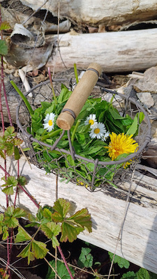 Bild: Erlebnistour "Kräuterwanderung"