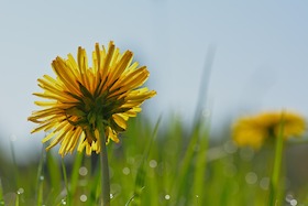 Bild: Workshop im Urania Garten: Kultur- und Wildpflanzen in Beeten