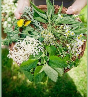 Bild: Frühlings-Kräuterwanderung mit Tanja Stingel - Unkraut oder Heilkraut