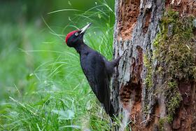 Bild: 25. Norddeutsche Naturfototage - präsentiert von AC Foto