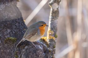 Bild: Abendlicher Spaziergang mit Vogelbeobachtung