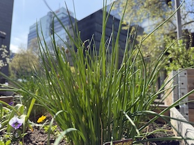 Bild: Workshop im Urania Garten: Die Heilwirkung von Gewürzkräutern