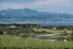 Bild: Von Brauern und Bauern – Tettnangs Weg zur Hopfenstadt - Führung mit Hopfengartenvesper auf dem Hopfenpfad