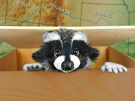 Bild: Rocky Waschbär – Der Apfelkuchendieb