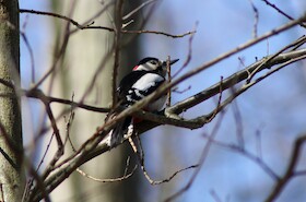 Bild: Vogelstimmenführung in den Buschwiesen