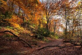 Bild: Herbstwanderung zur Esterholzer Schleuse