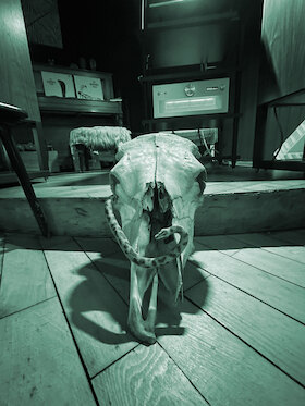 Bild: Klangverkostung: "Animalisch"
