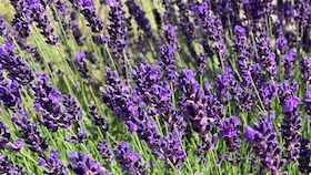 Bild: destillations-workshop: lavendel