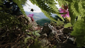 Bild: Insekten – Helden im Verborgenen