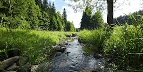 Bild: Lebensraum Bach – Im Thüringer Wald