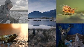 Bild: NatureShorts Block I