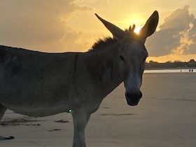 Bild: Tierische Weihnachten