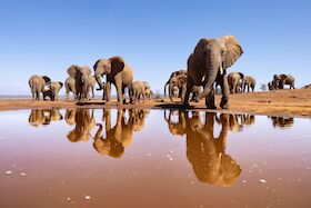 Bild: Live-Multivision: Reiner Harscher - Südliches Afrika