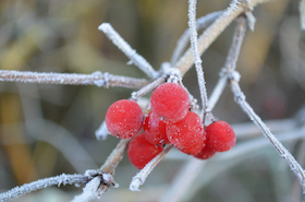 Bild: Winterliche Kurparkführung