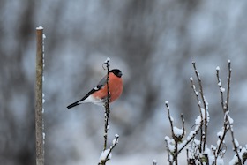 Bild: Familienführung - Gartenvögel im Winter - Gartenvögel im Winter