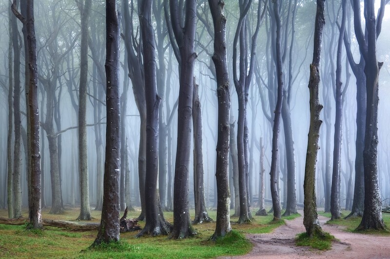 2026 Seminare »horizonte zingst« - Faszination Waldfotografie - Den Wald trotz lauter Bäume sehen