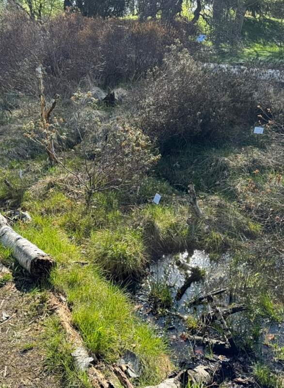 Führung: Geheimnis Moor – Zwischen Leben, Torf und Tod