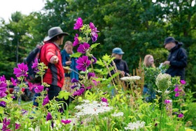 Bild: Wildkräuterführung